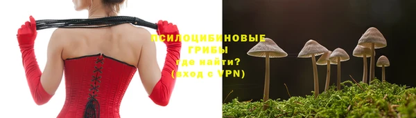 стаф Алзамай
